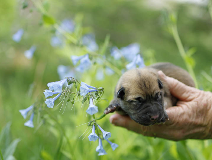 chinook puppy